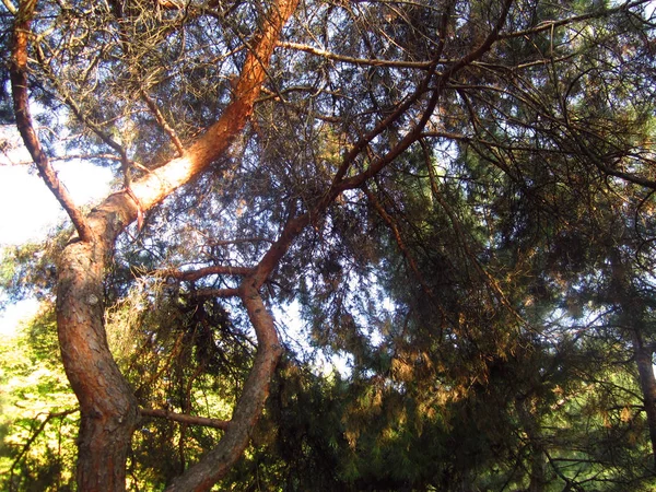 Pines Wood — Stok Foto