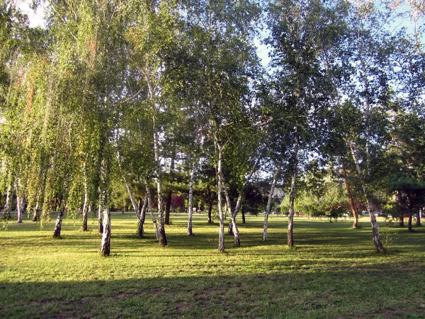 Birches Park — Stock Photo, Image