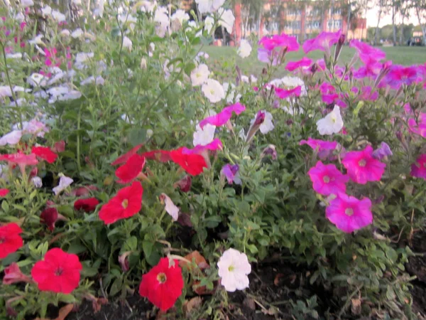 Красочные Цветы Саду — стоковое фото