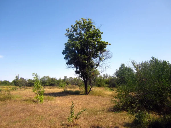 Zielone Drzewo Polanie — Zdjęcie stockowe