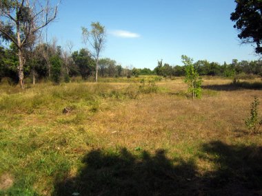 Yazın güneşli çayır