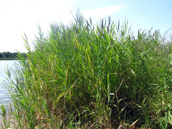 Reeds Praia — Fotografia de Stock