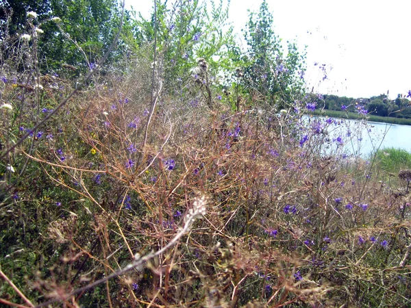 Flores Lecho Flores — Foto de Stock