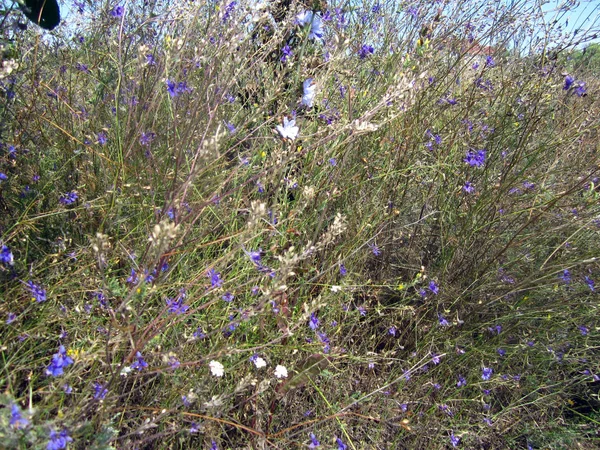 畑の色とりどりの花々が — ストック写真