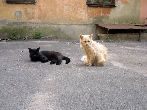 Gatos Rojos Negros —  Fotos de Stock