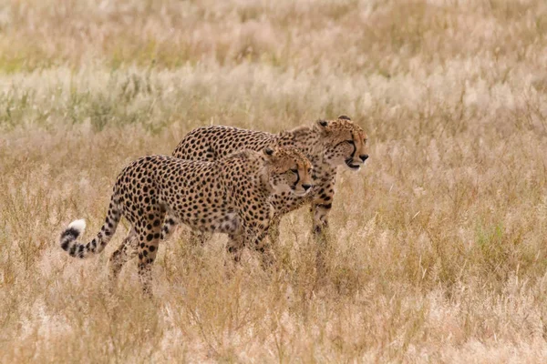 Пара гепардов гуляет по длинной траве — стоковое фото