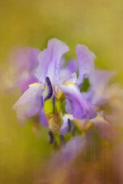 Purple Iris with painterly effect