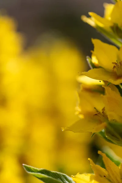 Fundo amarelo com flores no lado — Fotografia de Stock
