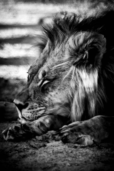 Kalahari lion portrait lying down — Stock Photo, Image