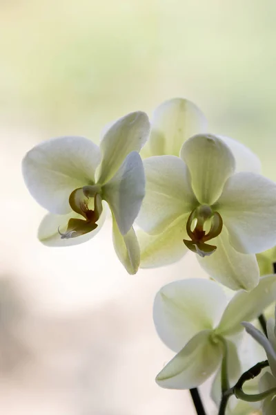 Pale green orchids on pale background