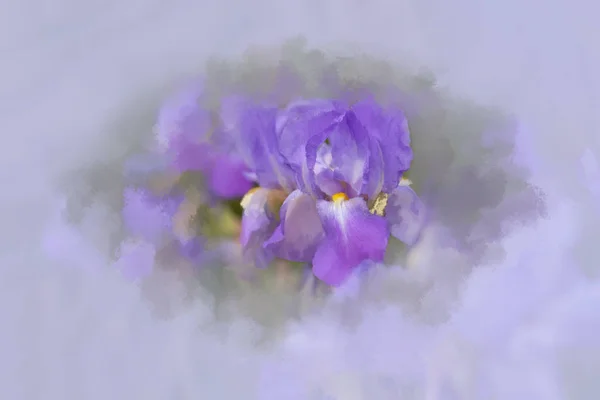 Abstract Iris  with painterly effect — Stock Photo, Image