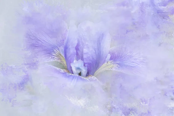 Abstract Iris  with painterly effect