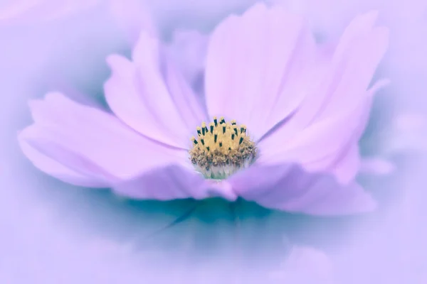 Pink Cosmos with lavender background