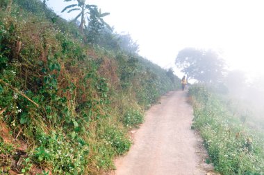 Manzara orman ve dağlar arasında sis