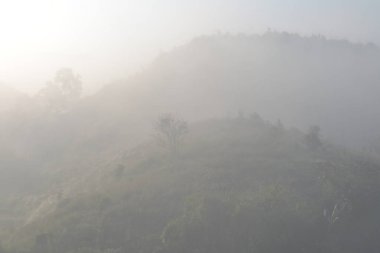 Manzara orman ve dağlar arasında sis
