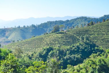 Dağda çay plantasyon peyzaj ekili
