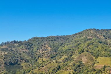 Orman ve dağ manzara