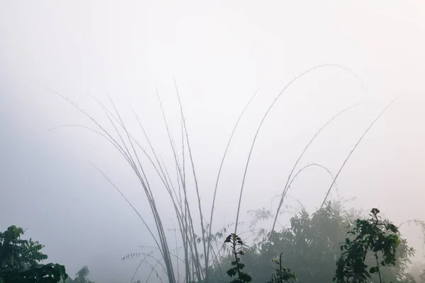 Bambus Woda Spada Pająka Wśród Gór Mgły — Zdjęcie stockowe