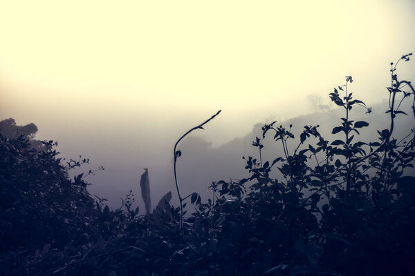 Пейзаж травы цветов и капли росы среди тумана
