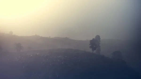 Пейзаж Леса Гор Среди Тумана — стоковое фото