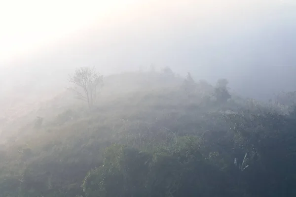 Пейзаж Леса Гор Среди Тумана — стоковое фото