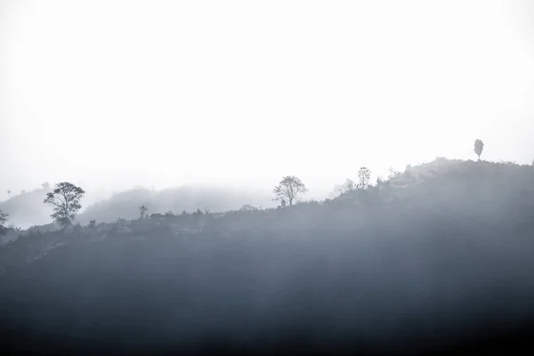 Paisagem Floresta Montanhas Entre Névoa — Fotografia de Stock