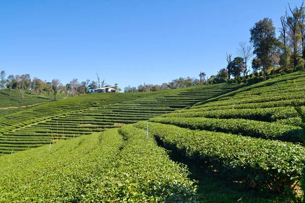 Paisagem Plantação Chá Plantada Montanha — Fotografia de Stock