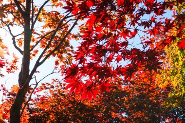 Sonbahar sezonu renkli yaprak Sapporo Hokkaido Japonya