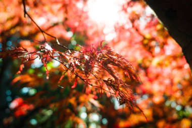 Sonbahar sezonu renkli yaprak Sapporo Hokkaido Japonya