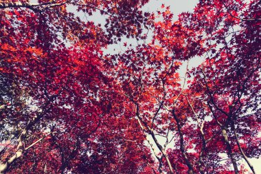 Sonbahar sezonu renkli yaprak Sapporo Hokkaido Japonya