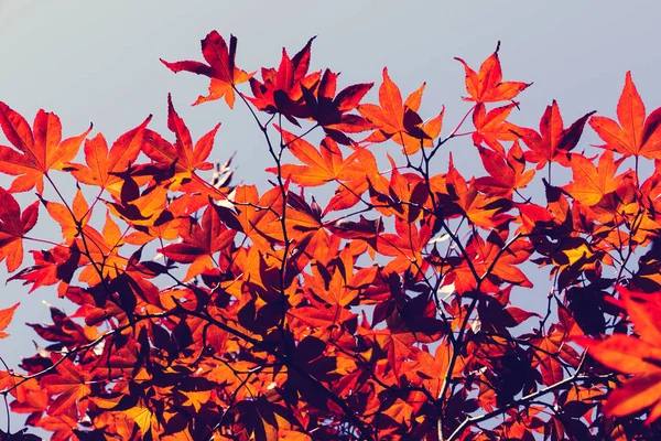 Temporada Outono Colorido Folhas Sapporo Hokkaido Japão — Fotografia de Stock