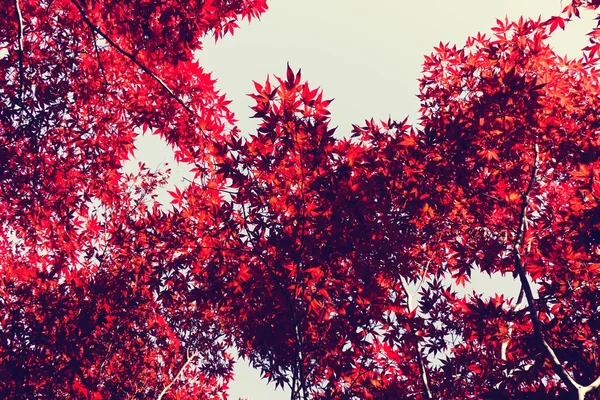 Herfst Seizoen Kleurrijke Bladeren Sapporo Hokkaido Japan — Stockfoto