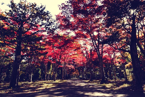 Automne Saison Coloré Feuilles Sapporo Hokkaido Japon — Photo