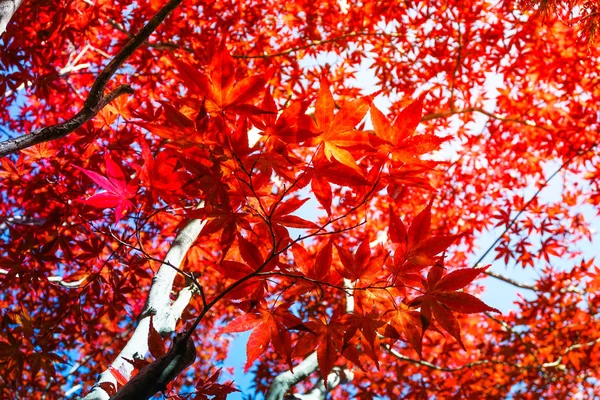 北海道札幌市の葉のカラフルな秋のシーズン — ストック写真