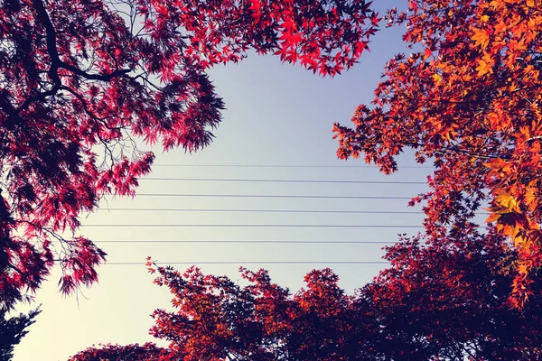 Temporada Outono Colorido Folhas Sapporo Hokkaido Japão — Fotografia de Stock