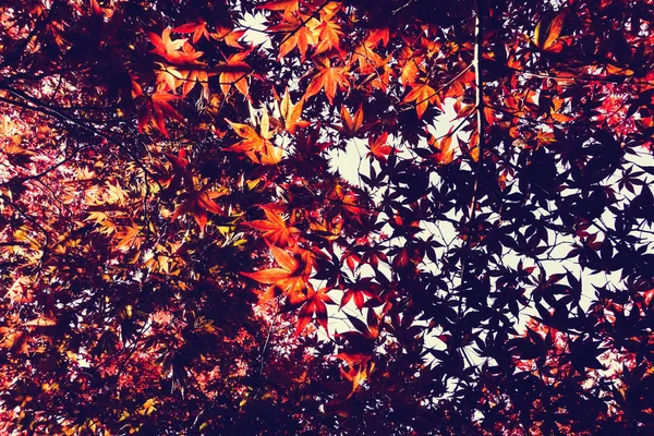 Temporada Outono Colorido Folhas Sapporo Hokkaido Japão — Fotografia de Stock