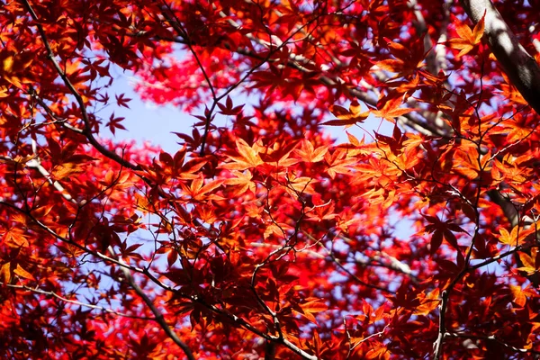 北海道札幌市の葉のカラフルな秋のシーズン — ストック写真