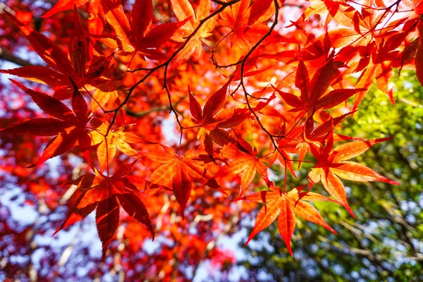 北海道札幌市の葉のカラフルな秋のシーズン — ストック写真