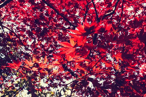 Temporada Outono Colorido Folhas Sapporo Hokkaido Japão — Fotografia de Stock