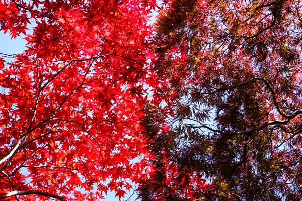 Temporada Outono Colorido Folhas Sapporo Hokkaido Japão — Fotografia de Stock