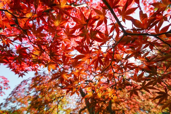 北海道札幌市の葉のカラフルな秋のシーズン — ストック写真