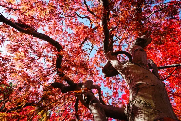 Podzimní Sezóna Barevné Listí Sapporu Hokkaido Japonsko — Stock fotografie