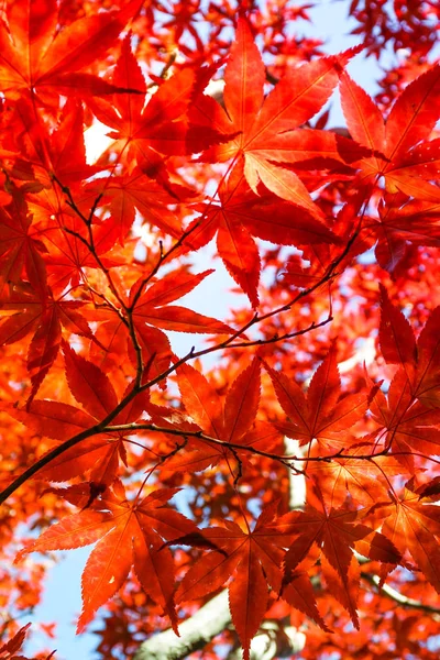 北海道札幌市の葉のカラフルな秋のシーズン — ストック写真