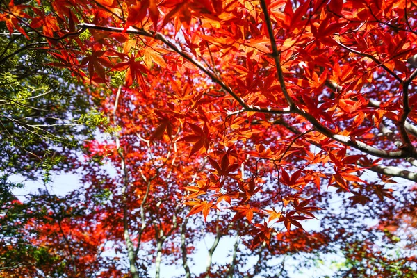 北海道札幌市の葉のカラフルな秋のシーズン — ストック写真