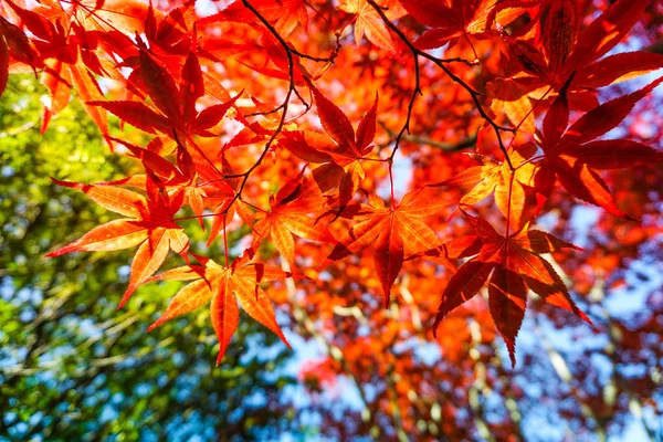 北海道札幌市の葉のカラフルな秋のシーズン — ストック写真