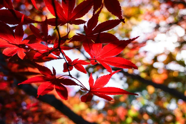 北海道札幌市の葉のカラフルな秋のシーズン — ストック写真