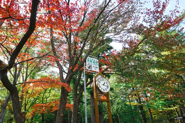 Часовая Башня Прогнозирует Погоду Парке Маруяма Осенью Хоккайдо Япония — стоковое фото