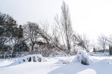 Dalları kar tam erken kış aylarında Sapporo Hokkaido Japonya