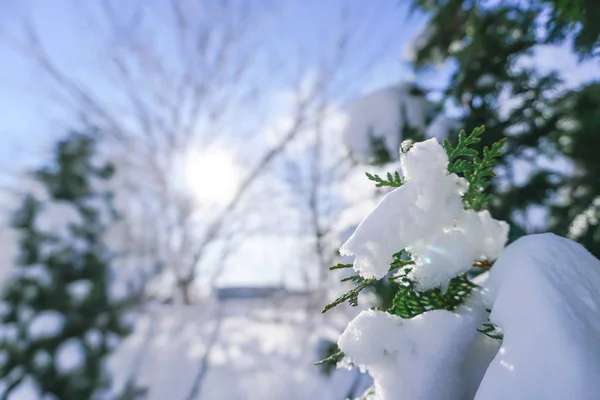 Oddziałów Jest Pełny Śniega Wczesną Zimą Japonii Hokkaido Sapporo — Zdjęcie stockowe