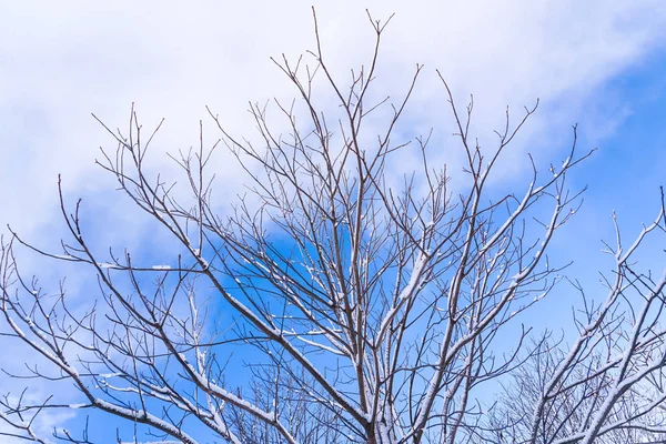 Oddziałów Jest Pełny Śniega Wczesną Zimą Japonii Hokkaido Sapporo — Zdjęcie stockowe